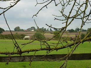 Field in Spexhall