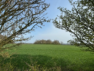 Countryside near Rendham. 