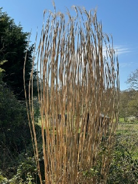 Near Woodbridge